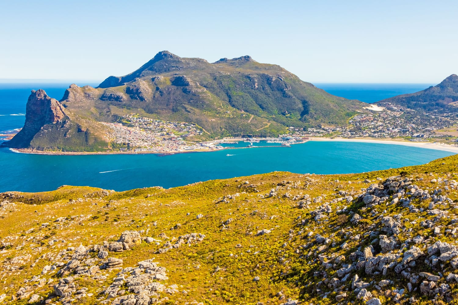 Baía de Hout Bay, na Cidade do Cabo, com montanhas sobre o mar azul e vegetação de fynbos no primeiro plano.